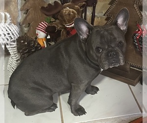 Mother of the French Bulldog puppies born on 05/24/2025