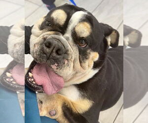 Bulldog Dogs for adoption in Dumont, NJ, USA