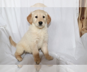 Golden Retriever Puppy for sale in SHILOH, OH, USA