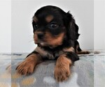 Small Photo #3 Cavalier King Charles Spaniel Puppy For Sale in CARLISLE, KY, USA