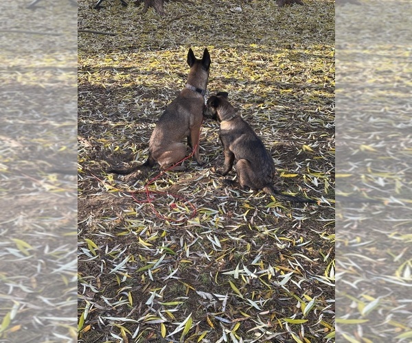 Medium Photo #4 Belgian Malinois Puppy For Sale in EPHRATA, WA, USA