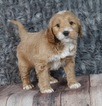 Small #1 Golden Retriever-Poodle (Toy) Mix