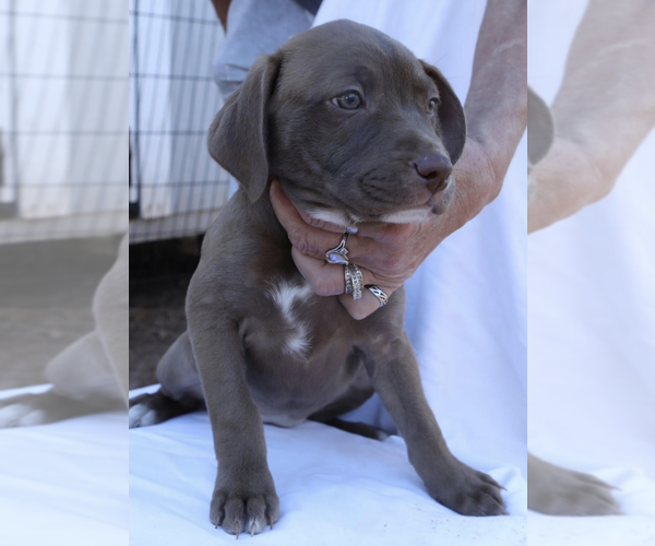 Medium Photo #3 Labrador Retriever-Unknown Mix Puppy For Sale in Decatur, GA, USA