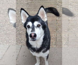 Roxie - Female Siberian Husky-Unknown Mix Dog for Adoption - Photo #2