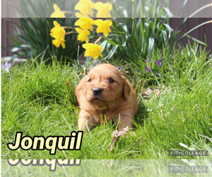 Golden Retriever Puppy for sale in MIDDLEBURG, PA, USA