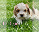Small Photo #2 Cavapoo Puppy For Sale in ELMHURST, IL, USA