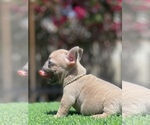 Small Photo #10 French Bulldog Puppy For Sale in BROADWAY MANCHESTER, CA, USA