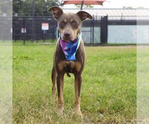 American Staffordshire Terrier-Unknown Mix Dogs for adoption in San Antonio, TX, USA