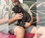 Small Photo #4 Rotticorso Puppy For Sale in REEVESVILLE, SC, USA
