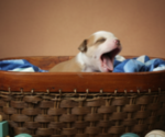 Small #4 Olde English Bulldogge