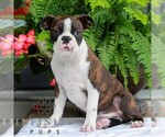 Small #2 Boston Terrier