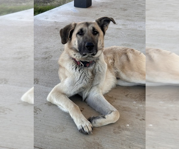Medium Photo #1 Goldendoodle-Pyrenean Shepherd Mix Puppy For Sale in SAPULPA, OK, USA
