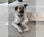 Small Photo #1 Goldendoodle-Pyrenean Shepherd Mix Puppy For Sale in SAPULPA, OK, USA