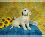 Small Photo #64 English Cream Golden Retriever Puppy For Sale in PEYTON, CO, USA