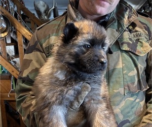 Medium German Shepherd Dog