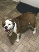 Small Photo #1 Olde English Bulldogge Puppy For Sale in OZARK, AL, USA