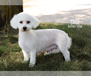 Mother of the Bichon Frise puppies born on 09/04/2023