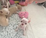 Small Chihuahua