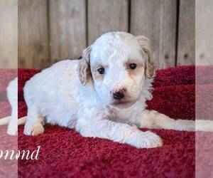 Goldendoodle (Miniature) Puppy for sale in WITHEE, WI, USA