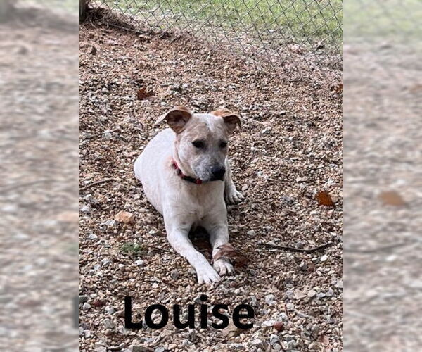 Medium Photo #4 Australian Shepherd-Red Heeler Mix Puppy For Sale in Mountain View, AR, USA