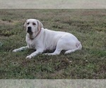 Small Photo #10 Labrador Retriever Puppy For Sale in OZONE, TN, USA