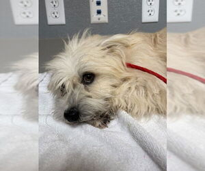 Mutt Dogs for adoption in Las Vegas, NV, USA