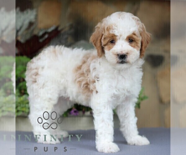 Medium Photo #4 Goldendoodle (Miniature) Puppy For Sale in EAST EARL, PA, USA