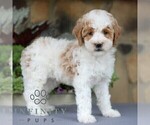 Small Photo #4 Goldendoodle (Miniature) Puppy For Sale in EAST EARL, PA, USA