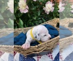 Small #8 Dalmatian