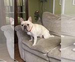 Small Photo #1 French Bulldog Puppy For Sale in BURTON, MI, USA