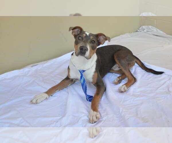 Medium Photo #3 Bullboxer Pit Puppy For Sale in McKinney, TX, USA