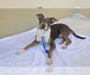 Spain - Male Bullboxer Pit Dog for Adoption - Photo #3