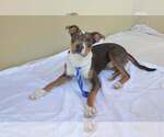 Small Photo #3 Bullboxer Pit Puppy For Sale in McKinney, TX, USA