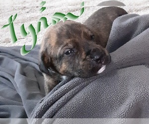 American Staffordshire Terrier-Catahoula Leopard Dog Mix Puppy for sale in JACKSONVILLE, NC, USA