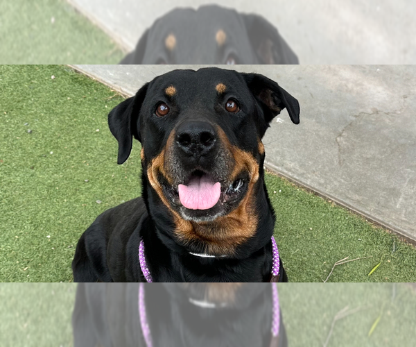 Medium Photo #12 Rottweiler Puppy For Sale in Gilbert, AZ, USA