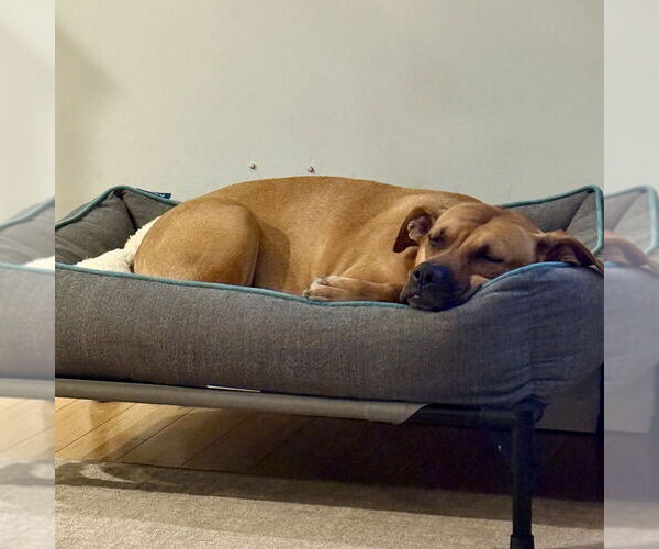 Medium Photo #8 Boxador Puppy For Sale in Boston, MA, USA