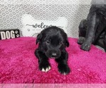 Small #6 Golden Mountain Dog