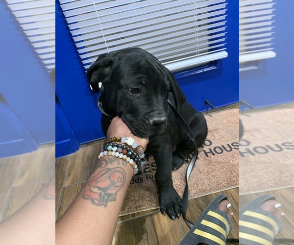 Medium Photo #59 Boerboel Puppy For Sale in LAS CRUCES, NM, USA