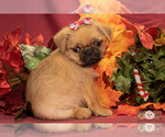 Small Photo #3 Brug Puppy For Sale in SAFFORD, AZ, USA