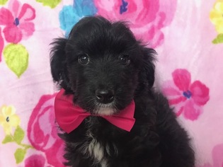 Aussie-Poo Puppy for sale in NOTTINGHAM, PA, USA