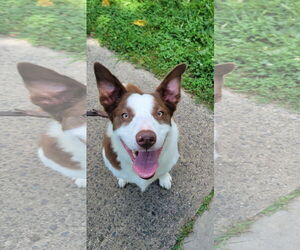 Border Collie Dogs for adoption in Oakhurst, NJ, USA