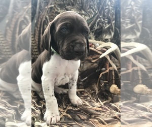 German Shorthaired Pointer Puppy for sale in MARION, IL, USA
