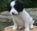 Small Photo #2 Cavapoo Puppy For Sale in HADLEY, PA, USA