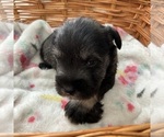 Puppy Puppy 2 Schnauzer (Miniature)