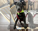 Small #8 Labrador Retriever Mix