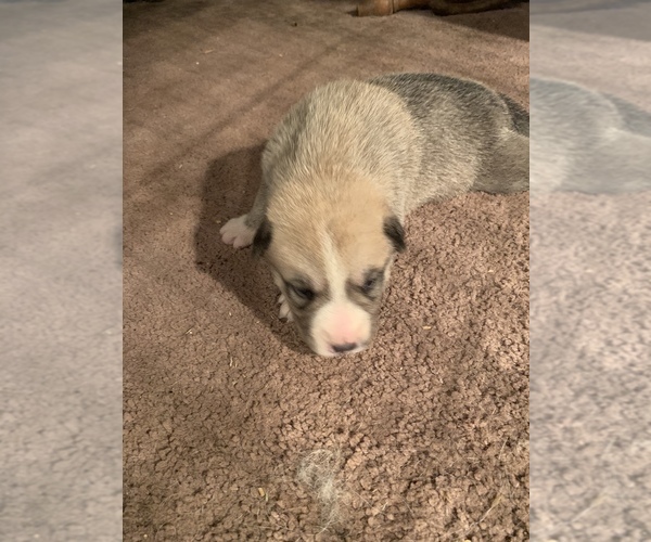 Medium Photo #3 Pyrenees Husky Puppy For Sale in HARWOOD, MD, USA