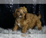Small Photo #15 Cavapoo Puppy For Sale in WARSAW, IN, USA