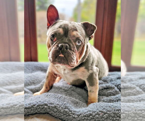 Medium Photo #7 French Bulldog-Unknown Mix Puppy For Sale in Corona, CA, USA