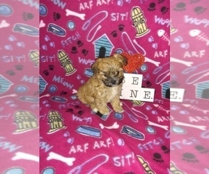 Maltese Puppy for sale in LAPEER, MI, USA