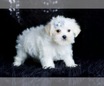 Small Photo #77 Morkie Puppy For Sale in WARSAW, IN, USA